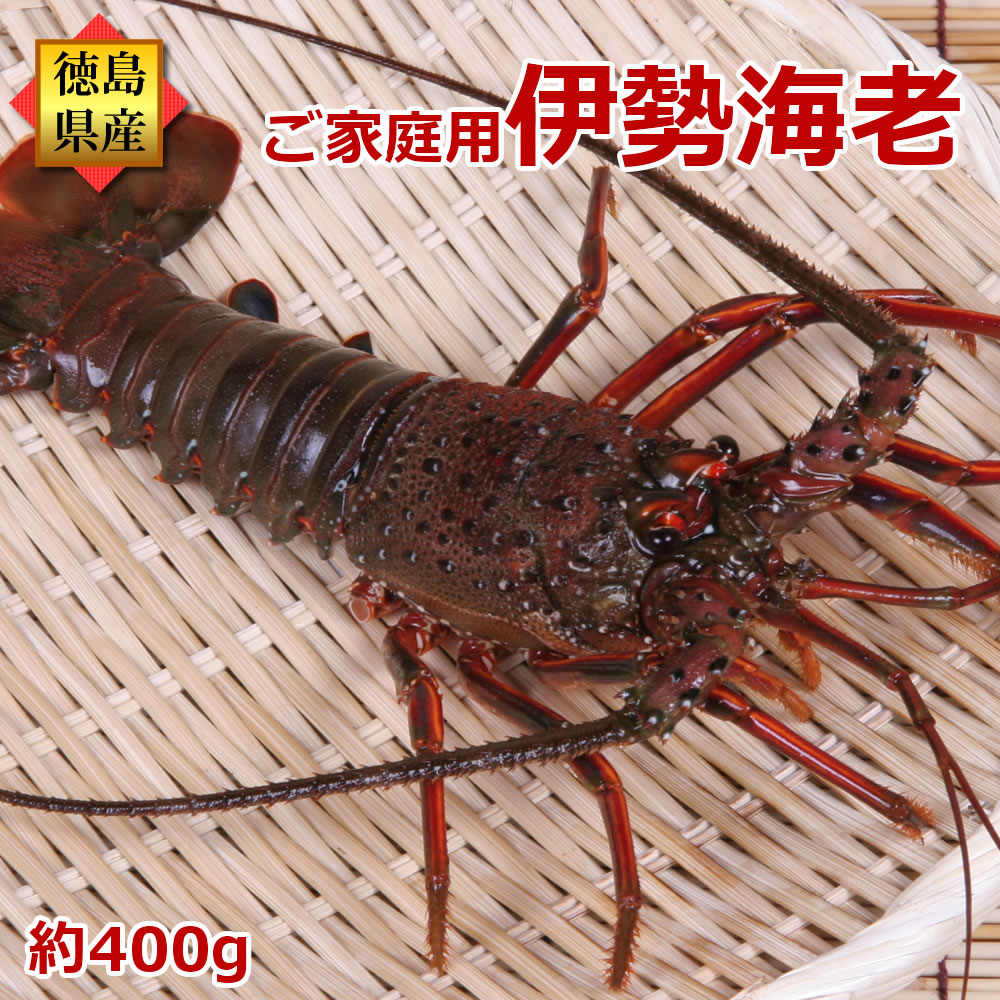 大型 訳あり 伊勢海老 (約400g×1尾) ご家庭用 産地直送/徳島県産 長寿祝い 伊勢えび いせえび 天然 伊勢エビ イセエビ 活きたままお届け！お歳暮 お年賀 年末 年始 正月 おせち 元旦お届け可/楽天市場 お買い物マラソンのサムネイル