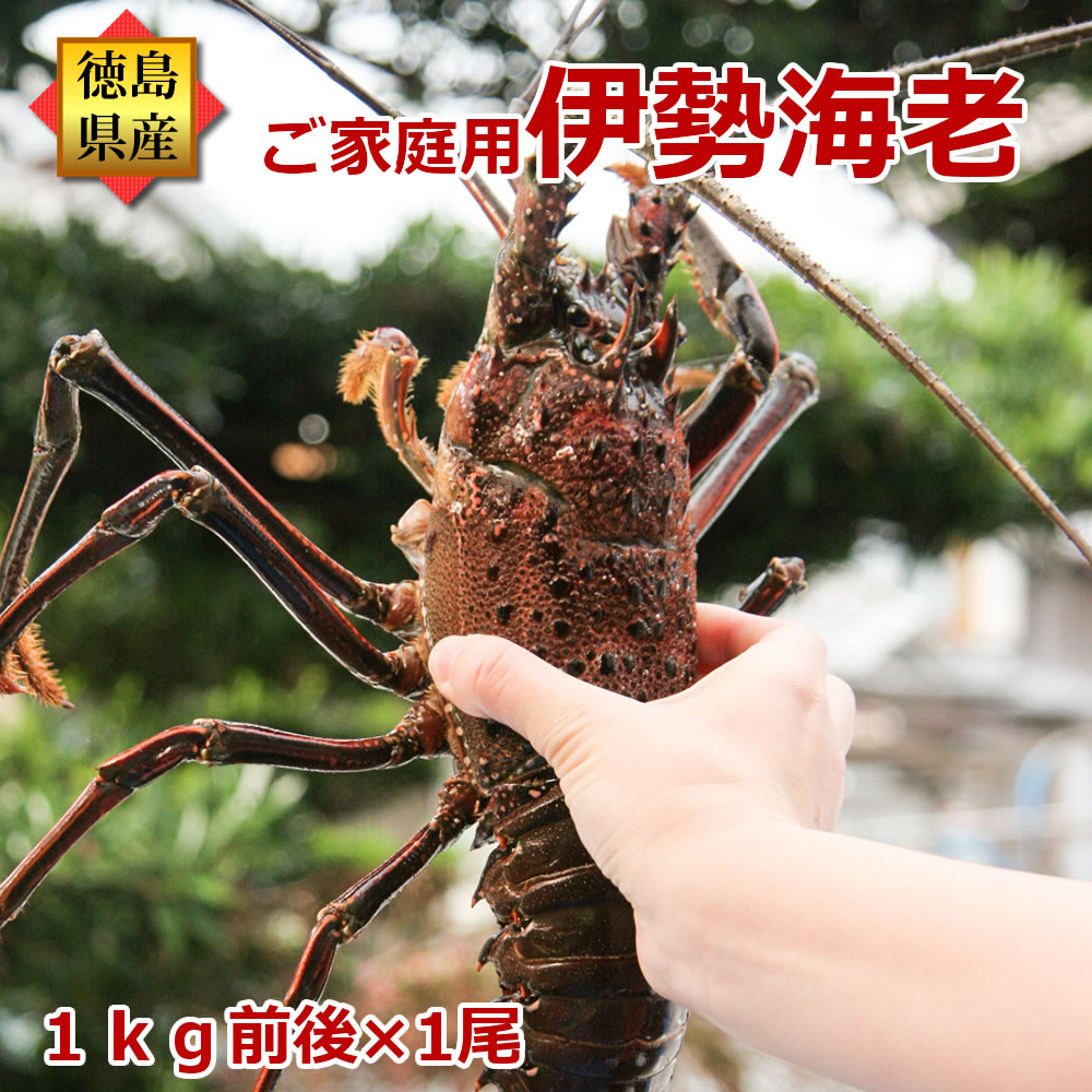 長寿祝い★巨大 伊勢海老 訳あり(約1kg前後×1尾)ご家庭用 産地直送/徳島県産 長寿祝い 伊勢えび いせえび 天然 伊勢エビ イセエビ ギフト 活きたままお届け! お買い物マラソン