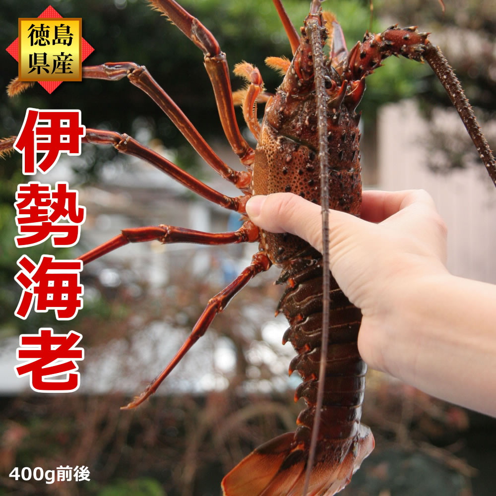 伊勢エビ 大型 活伊勢海老（約400g×1尾）産地直送/徳島県産 贈答 お祝い用 長寿祝い 伊勢えび いせえび 天然 伊勢エビ イセエビ 刺身 バーベキュー エビ 活きたままお届け！お年賀 お節句