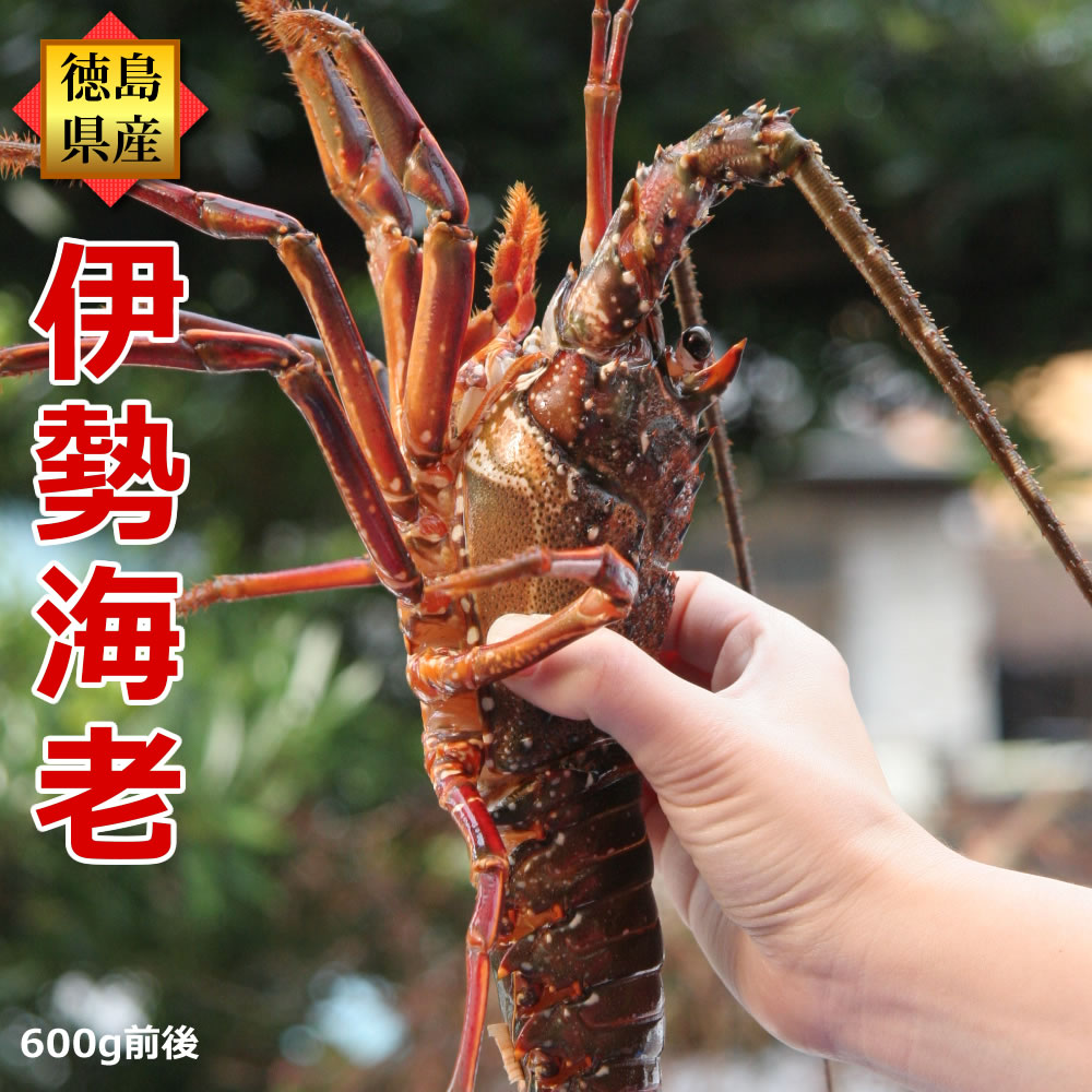 活伊勢海老（約600g前後×1尾）産地直送/徳島県産 贈答 お祝い用 長寿祝い 伊勢えび いせえび 天然 伊勢エビ イセエビ 刺身 エビギフト 活きたままお届け！お歳暮 お年賀 年末 年始 正月 おせち 元旦お届け可のサムネイル