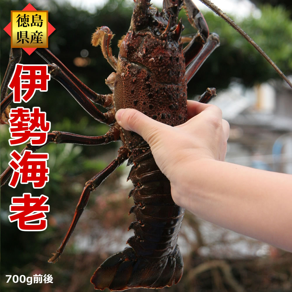 伊勢海老(約700g前後×1尾)産地直送/徳島県産 贈答 お祝い用 伊勢えび いせえび 天然 伊勢エビ イセエビ 刺身 エビギフト 冷凍ではありません! お買い物マラソン