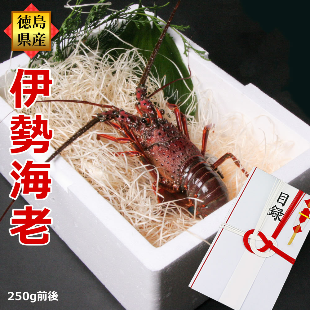 伊勢エビ ゴルフコンペ イベント用景品目録 活きてる 活伊勢海老（約250g×1尾）産地直送/徳島県産 贈答 お祝い用 伊勢えび いせえび 天然 伊勢エビ イセエビ 刺身料理 エビギフト プレゼント