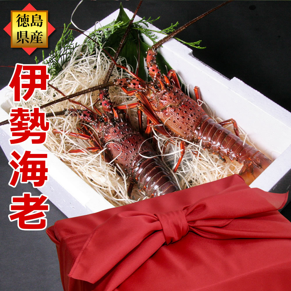 カテゴリトップ：食品＞魚介類・水産加工品＞エビ ☆月間優良ショップ2024年3月度受賞☆彡 活伊勢海老 300gx2尾 風呂敷包みセット 名称 天然活伊勢海老 内容量 300g前後サイズx2尾 ※天然の伊勢海老のため、サイズや重さは表記より1割程度前後することがありますのでご了承くださいませ。 ※個別の大きさ指定は承れません。 用途 お刺身2～4人前/お味噌汁で2～5人前 原産地 徳島県海陽町 産 特徴 四国徳島県南部地方の黒潮による温暖な気候の海で育った天然伊勢海老です。元気で活きのいい伊勢海老は桜色のプリプリと引き締まった身がとても甘く召し上がれます。 無料ラッピング 風呂敷包み 熨斗（のし） 熨斗は内のしとして添えさせていただきます。記名も可能ですのでご注文時の備考欄へその旨ご記載ください メッセージカード 文字数制限無しですので、心を込めたメッセージをご注文時の備考欄へご記載ください(無料) はがき大のメッセージカードにメッセージを記載いたします ※メッセージ内容がご注文時に記載されていない場合は、メッセージカードは同封いたしません。 ※ご注文時、ご希望のメッセージがない場合は「いつもありがとう」と記載させていただきます。 さばき方動画 お刺身やお味噌汁の作り方を動画で解説していますので初めての方や贈答先への配慮として安心です。 生死について 冬場の輸送時間に2日かかる（関東・甲信越・東北・北海道・沖縄・離島）や極寒冷地へのお届けでは輸送途中に凍死（外気温が低い為）して届く場合があります。死んで動かなくなっていても冷蔵庫保管した状態と同じですのでお刺身でお召し上がることが可能ですが、到着翌日以降では加熱処理してお召し上がり下さい。 ※死着した場合でも代替品の送付はお断りしていますのでご了承ください お届け後の保管 活きたままお届けしますので、決して冷蔵庫に保管せず調理するまでは梱包箱に入ったままそっと生かしてください（冷蔵庫内ですぐに凍死してしまいます）。通常屋内の常温（5～15度）では2～3日間は海水が無くても生きています。生きた伊勢海老を水道水などの真水で洗浄すると窒息してすぐに死んでしまいますので調理直前までは木屑が付いたままにしてください。 調理時の注意 元気な状態で届くとエビが跳ねて怪我をする可能性があります、また、殻が固いので調理の際は軍手等を用い十分に注意して調理してください 同梱について 他の大きさの伊勢海老と同梱ができますが伊勢海老以外の商品と同梱できません。 同梱伝票 ※納品書や金額が表記されているものは一切同梱しておりません。 こんなシーンにも：2021 大晦日 お正月 お節 元日 元旦 年始 年末 年末年始 年末に食べる まだ間に合う お取り寄せ 宅配 新年 来年 三が日 1月 12月 28日 29日 30日 31日 日時指定 全国配送 おせち おせち料理 お重 重箱 お祝い インスタ映え SNS映え 伊勢海老のさばき方動画付 高級 伊勢エビ 豪華 豪勢 贅沢 エビ えび 海老 イセエビ いせえび 刺身 伊勢海老 お歳暮 歳暮 ギフト 御歳暮 お祝い返し お年賀 長寿祝い 贈り物 贈る 退職祝い 家族団欒 家族団らん サプライズ お祝い お返し お礼 誕生日プレゼント 記念品 景品 コンペ 海産物 グルメ プレゼント お父さん お母さん おじいちゃん お爺ちゃん 祖父 おばあちゃん お婆ちゃん 祖母 上司 先輩 親戚 友達 実家 義父 義母 家族向け 伊勢えび 伊勢エビ いせえび iseebi 巨大伊勢海老 巨大イセエビ 天然えび 天然エビ 天然海老 えびえび 活エビ 活えび 活海老 産地 三重県 鳥羽 伊勢海老料理 味噌汁 伊勢海老みそ汁 海老のだし おいしい 美味しい 捌き方 さばき方 さばきかた 料理方法 海老の料理 調理法 伊勢海老の食べ方 洋食 洋風 和風 和洋 和洋折衷 伊勢海老の旬 季節 解禁 禁漁期間 1人 1人前 2人 2人前 3人 3人前 4人 4人前 5人 5人前 6人 6人前 7人 7人前 一人前 一人用 五人前 五人用 三人前 三人用 四人前 四人用 七人前 七人用 二人前 二人用 六人前 六人用 ◆当店では下記のような用途にもお手伝いさせていただいております。 子供のお祝い 出産祝い 内祝い お食い初め 初節句 入園祝い 入学祝い 卒園祝い 卒業祝い 就職祝い 進学祝い 結婚記念 プロポーズ 婚約祝い 結婚祝い 引き出物 プチギフト 誕生日 長寿祝い誕生祝い 還暦祝い 60歳 古希祝い 70歳 喜寿祝い 77歳 傘寿祝い 80歳 米寿祝い 88歳 卒寿祝い 90歳 白寿祝い 99歳 百寿祝い 100歳 出産祝い 銀婚式 25周年 真珠婚式 30周年 珊瑚婚式 35周年 ルビー婚式 40周年 サファイア婚式 45周年 金婚式 50周年 エメラルド婚式 55周年 ダイヤモンド婚式 60周年 プラチナ婚式 70周年 ゴルフ コンペ ホールインワン パーティ 表彰状 参加賞 優勝 トロフィー 盾 楯 退官祝い 進水式 地鎮祭 昇進祝い 定年祝い 退職祝い 退職記念 歓迎会 送迎会 送別会 周年記念 記念品 ノベルティ 粗品 イベント 創立記念 設立記念 お年賀 成人祝い バレンタインデー ホワイトデー 卒業式 卒園式 退職祝い 入学式 入園式 母の日 父の日 お中元 暑中見舞い 残暑見舞い 敬老の日 秋祭り ハロウィン クリスマス お歳暮【SP10】 ☆月間優良ショップ2024年3月度受賞☆彡 当店では楽天市場での楽天スーパーSALEやお買い物マラソンなどのイベント時に10％OFF以上や半額50％OFFのタイムセール、ポイント5倍やポイント10倍、更にポイント20倍や割引クーポンをご用意することがあります。また、あす楽対応商品は九州から関東地方まで対応しています。 ～ 購入者さんの感想 ～ ●実家にお歳暮 実家にお歳暮で送りました。大変喜ばれて、購入して良かったです。 ●風呂敷包み、便利です。 お正月には伊勢海老の我が家。風呂敷包みは始めて購入しましたが、おがくずが散れなく便利。 突然の来客が有り、刺身と味噌汁を出したら大喜びされました。 ●母の還暦祝に 福島県まで無事生きていてくれました♪箱を開けてしばらくすると、元気にはねたのでビックリしました。母も美味しいと言っていたので、贈って大満足です。 ●喜んでいただきました♪ プレゼントとして贈らせていただきました。千葉まで元気に届くかな～？と思っていたのですが、ちゃんと生きたままで届いたそう。お刺身とお味噌汁で美味しくいただきました。という言葉をいただき、良かったです☆ ●好評でした！ 内祝いとして送りました。風呂敷包みに驚き、活きていることに驚き、盛り上がりながら美味しく頂いた、と先方から連絡がありました。 ●生きていた伊勢海老 送り先の方によると、届いてから、食べるまでちゃんと生きていたそうです。包丁を入れるのは可哀想ということで、湯がいてでしか食べていないそうですが、美味しく食べたそうです。あまり必要なかったかもしれませんが、調理方法の動画が付いていたのも喜んでいました。お店の対応も良くて、年末にちゃんと届いてとても良かったです。ありがとうございました。 ●素早い対応 生きた伊勢海老が風呂敷に包まれて送られるのは,貰う方も嬉しいと思います。しかも産地直送で,市場のものより新鮮！ ●妻をビックリさせたくて！ 元日が勤務だったので、妻には内緒で元日に届くように手配をお願いしました。夕方に妻から喜びのメールが！なんせ伊勢海老が好きで好きでたまらない妻にとっては生きるダイヤモンド見たいな物です。その喜びようと言ったらすごかったです。なにより活きの良いこと！ 箱から飛び出す有様でした！それに食べたら本当に美味しいのなんの！甘くって、プリプリしてて、塩焼きから刺身、味噌汁まで本当に妻が大喜びでした！ありがとうございました！ ●大満足！ 思ったより大きくてびっくり！刺身とお味噌汁で美味しくいただきました。 ●新年会用に 毎年帰っている実家の新年会に、今年は仕事の都合で帰れなかったので、こちらを送りました。活きている海老というインパクトもあり、なかなかの評判でした。 ●ギフトにはいいと思います 甲殻類は、死んでしまうと匂いが出てしまうため、生きて届いて良かったです。家族もびっくりするぐらい、跳ねてました。 ●すごく美味しかったそうです。 両親へのお歳暮用として購入しました。本当に生きたまま届いたので非常に驚いていました。折角だからお刺身にして食べたところ、とっても美味しかったそうです。 ●元気のいい伊勢エビが飛び出してきました 梱包を開けると元気のいい伊勢エビが飛び出し、子供がいるご家族への贈物としてはとてもいいと思います。 ●飛び出してきた 箱をあけたら飛び出してきたそうです。とてもおいしかったと好評でした ◎関連ワード： 伊勢海老 訳あり 車海老 ロブスター ふるさと納税 伊勢海老 ボイル 冷凍 あわび カット カニ 活き 生きたまま 伊勢海老仕掛け 伊勢海老釣り 伊勢海老味噌汁 食べ方 さばき方 捌き方 レシピ 通販 海鮮 カレー