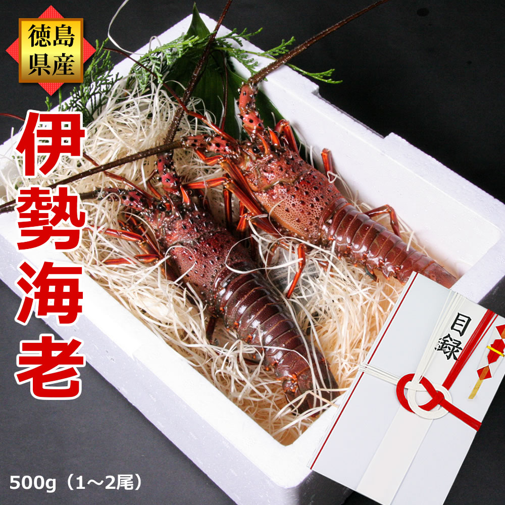 コンペ イベント景品目録 活きてる 伊勢海老 2尾（500g分） 豪華ギフトセット 産地直送/徳島県産 長寿祝い 伊勢えび いせえび 天然 伊勢エビ イセエビ 刺身 エビ/お買い物マラソンのサムネイル