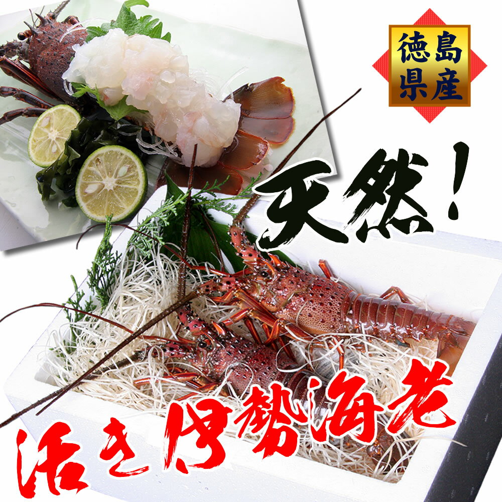 活伊勢海老（1～2尾で500g分）豪華ギフトセット 産地直送/徳島県産 贈答 お祝い用 長寿祝い 伊勢えび ..