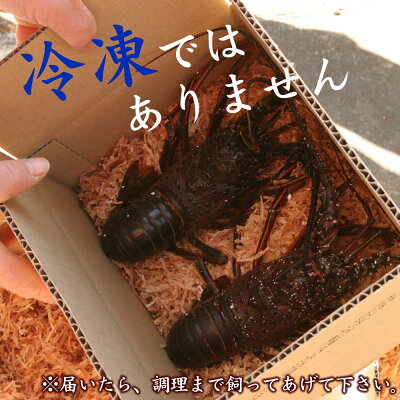 訳あり 活伊勢海老 2~3尾で500g分 活きたままお届け ご家庭用セット 数量指定不可 産地直送/徳島県産 伊勢えび いせえび 伊勢エビ 長寿祝い ギフト 冷凍ではありません! お買い物マラソン - Image 2