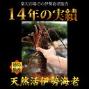 訳あり 伊勢海老 2～3尾で500g分 数量指定不可 ご家庭用セット 産地直送/徳島県産 伊勢えび いせえび 伊勢エビ 長寿祝い ギフト 活きたままお届けお年賀 お節句 3