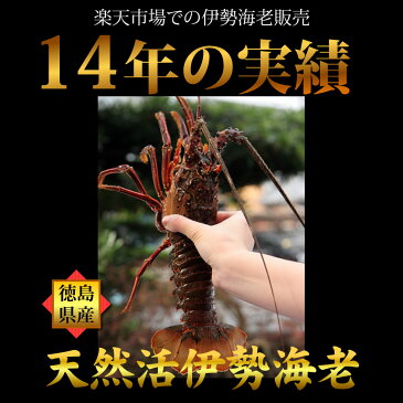 活伊勢海老（2〜5尾で1kg分）豪華ギフトセット 産地直送 宅配便 送料込み/徳島県産 贈答 お祝い用 長寿祝い 伊勢えび いせえび 天然 伊勢エビ イセエビギフト