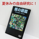 蝶の図鑑 DVD/1日で出来る 夏休み 自由研究 チョウ 写真画像収録 電子図鑑 小学生 中学生 教材 プレゼント