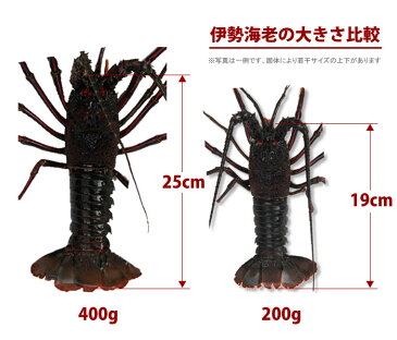 活きてる 活伊勢海老（1〜2尾で500g分）豪華ギフトセット 産地直送 宅配便 送料無料/徳島県海陽町産 贈答 お祝い用 長寿祝い お歳暮 お年賀 伊勢えび いせえび 天然 伊勢エビ イセエビ 刺身 バーベキュー エビ