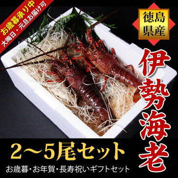 活きてる 活伊勢海老（2〜5尾で1kg分）豪華ギフセット 産地直送 宅配便 送料無料/徳島県海陽町産 贈答 お祝い用 長寿祝い お歳暮 お年賀 伊勢えび いせえび 天然 伊勢エビ イセエビ 刺身 バーベキュー エビ