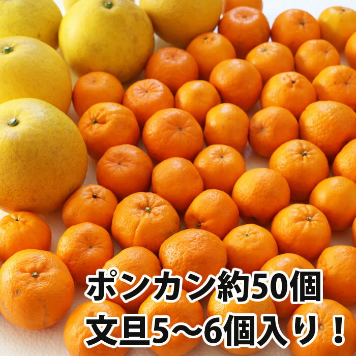 高知県産 訳あり 土佐ポンカン＆土佐文旦【今旬セット】10kg 高知県産 産地直送 宅配便 送料無料/ご家庭用 フルーツ 果物 みかん