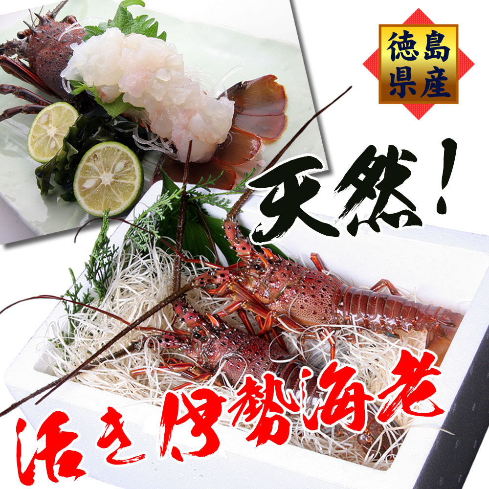 活伊勢海老（3尾で500g分）生きたままお届け 伊勢海老 訳あり 産地直送 徳島県産 お祝い用 長寿祝い 伊勢えび いせえび 天然 新鮮 伊勢エビ 誕生日 2026 結婚祝い 新築祝い 内祝い 贈答