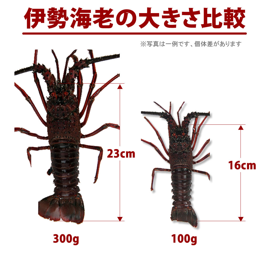 訳あり 活伊勢海老 3尾で500g分 活きたままお届け ご家庭用 小さめサイズ 数量指定不可 産地直送 徳島県産 伊勢えび いせえび 伊勢エビ 長寿祝い ギフト 冷凍ではありません！伊勢海老汁 sancyokubin-10000116 名入れ ギフト@あわいち サンプル画像3