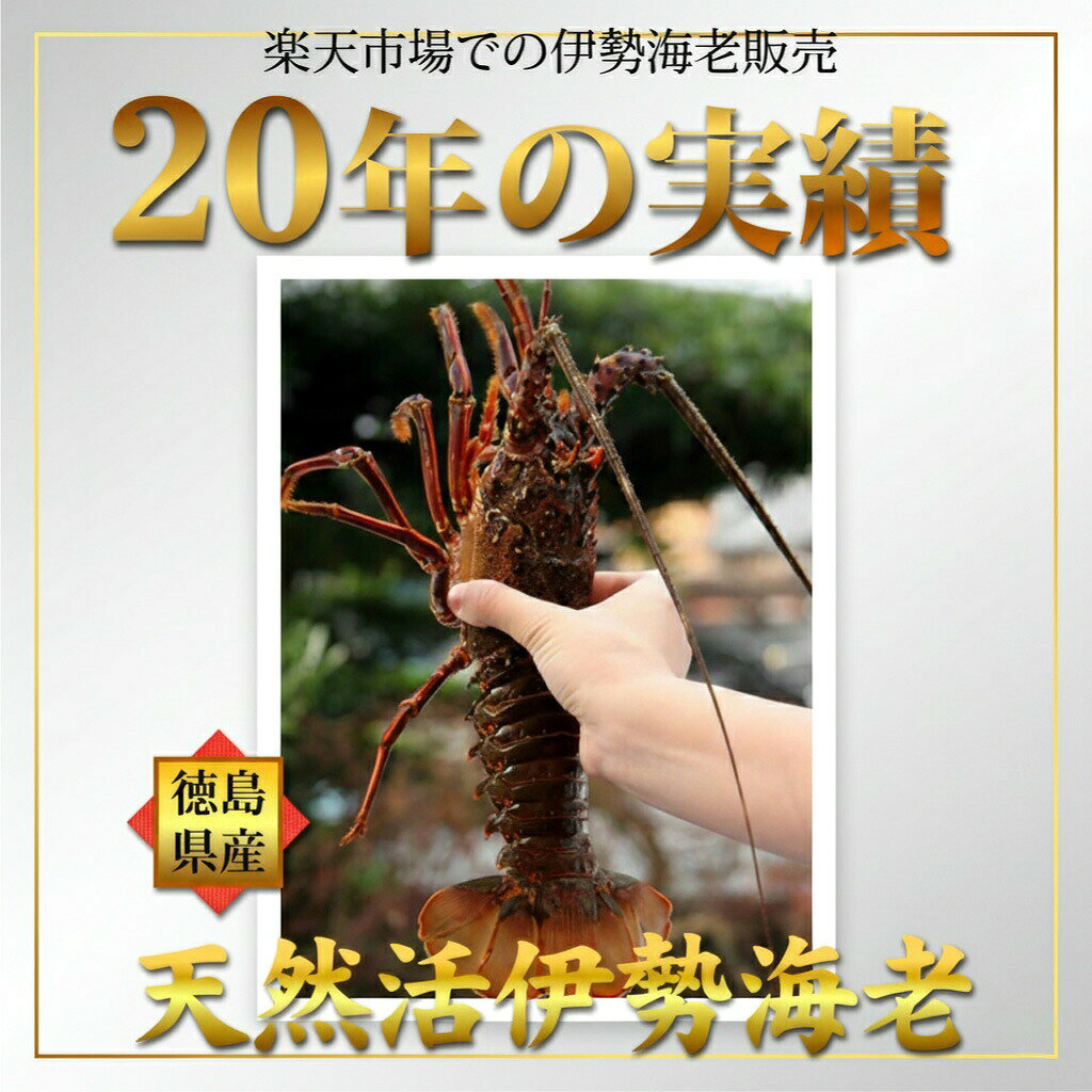 【予約 9月29日お届け】伊勢海老 お刺身（2～5尾で1kg分）生きたまま 水揚げ即日発送するから新鮮！冷凍ではありません 徳島県産 産地直送 贈答 長寿祝い 金婚式 結納 各種お祝い用 ちょっと訳あり 伊勢えび いせえび イセエビ 伊勢エビ 豪華ギフトセット sancyokubin-10000091 名入れ ギフト@あわいち サンプル画像3