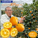 ◆【令和7年出荷分】金柑 完熟 糖度18度 お試し800g 徳島県産 ちょっと訳あり 種なし品種 甘露煮 ジャム 肉料理 柔らかくて 食べやすい きんかん キン...