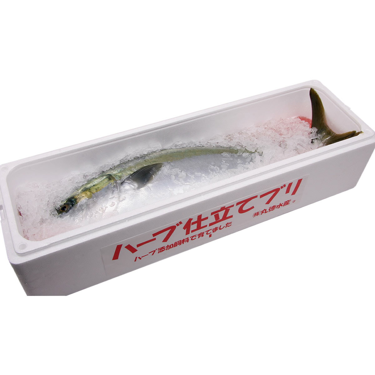 カテゴリトップ：110403：食品＞魚介類・水産加工品＞ブリ ☆月間優良ショップ2024年3月度受賞☆彡 ハーブ仕立てハマチ ラウンド 3〓×1本 名称 ハーブ仕立てハマチ ラウンド 3kg×1本 内容量 約3kg×1尾（4～7人前） 用途 贈答用。お歳暮に豪華ギフトとしてや、忘年会・クリスマスパーティーにも 消費期限 冷蔵で3日 産地 徳島・愛媛・高知県産 特徴 魚のお料理ができる方には見逃せない1本、魚の苦手な方にもハーブ仕立てハマチならいやな魚臭さや脂っぽさが無く、大変美味しく召し上がれます。この立派なハマチをお中元お歳暮などの贈答にお使いいただくと大変喜ばれます。氷詰めのクール宅急便でお届けします。 納期 ※ご注文から一週間後よりご指定可能 熨斗（のし） 加工場直送のため熨斗はお付けできません メッセージカード 加工場直送のためメッセージカードはお付けできません 同梱 他のハーブ仕立てハマチと同梱発送が可能ですが、伊勢海老など他の商品とは同梱出来ません。 同梱伝票 ※納品書や金額が表記されているものは一切同梱しておりません。 こんなシーンにも： ハーブ仕立て/&#39788;/はまち/ハマチ/刺身/照り焼き/しゃぶしゃぶ/ヅケ/づけ/ハマチ大根/皮カマ/海の幸/寒ハマチ/寒ハマチ/寒ハマチ/愛媛/贈答/産地直送 ◆当店では下記のような用途にもお手伝いさせていただいております。 子供のお祝い 出産祝い 内祝い お食い初め 初節句 入園祝い 入学祝い 卒園祝い 卒業祝い 就職祝い 進学祝い 結婚記念 プロポーズ 婚約祝い 結婚祝い 引き出物 プチギフト 誕生日 長寿祝い誕生祝い 還暦祝い 60歳 古希祝い 70歳 喜寿祝い 77歳 傘寿祝い 80歳 米寿祝い 88歳 卒寿祝い 90歳 白寿祝い 99歳 百寿祝い 100歳 出産祝い 銀婚式 25周年 真珠婚式 30周年 珊瑚婚式 35周年 ルビー婚式 40周年 サファイア婚式 45周年 金婚式 50周年 エメラルド婚式 55周年 ダイヤモンド婚式 60周年 プラチナ婚式 70周年 ゴルフ コンペ ホールインワン パーティ 表彰状 参加賞 優勝 トロフィー 盾 楯 退官祝い 進水式 地鎮祭 昇進祝い 定年祝い 退職祝い 退職記念 歓迎会 送迎会 送別会 周年記念 記念品 ノベルティ 粗品 イベント 創立記念 設立記念 お年賀 成人祝い バレンタインデー ホワイトデー 卒業式 卒園式 退職祝い 入学式 入園式 母の日 父の日 お中元 暑中見舞い 残暑見舞い 敬老の日 秋祭り ハロウィン クリスマス/お歳暮【SS10】 ☆月間優良ショップ2024年3月度受賞☆彡 当店では楽天市場での楽天スーパーSALEやお買い物マラソンなどのイベント時に10％OFF以上や半額50％OFFのタイムセール、ポイント5倍やポイント10倍、更にポイント20倍や割引クーポンをご用意することがあります。また、あす楽対応商品は九州から関東地方まで対応しています。 ～ 購入者さんの感想 ～ ●リピート リピートです、かまは塩焼きで臭みも無く大変美味しいです、身は照り焼きでいただきます、脂もほどよく大変満足しています。 ●照り焼きと刺身 照り焼きと刺身にして食べました。本当においしかったです。回転寿司でよく、ハマチとろを食べますが、全然違いました。こんなにおいしいハマチは初めてでした。 ●ハマチしゃぶは最高 新鮮で美味しいお魚でした。お刺身でも煮ても焼いても美味しく、大満足でした。なかでもハマチしゃぶは最高でした。またお願いしたいと思います。 ◎関連ワード：