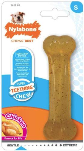 Nylabone Puppy Chew Dog Bone - Chicken Flavor Regular - 4.5 Long (1 Pack) ユニセックス