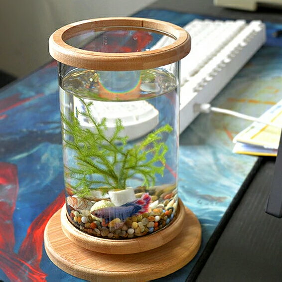 金魚鉢 ガラス 丸 みんな探してる人気モノ 金魚鉢 ガラス 丸 ペット ペットグッズ 金魚鉢 ガラス 丸 みんな探してる人気モノ 金魚鉢 ガラス 丸 ペット ペットグッズ