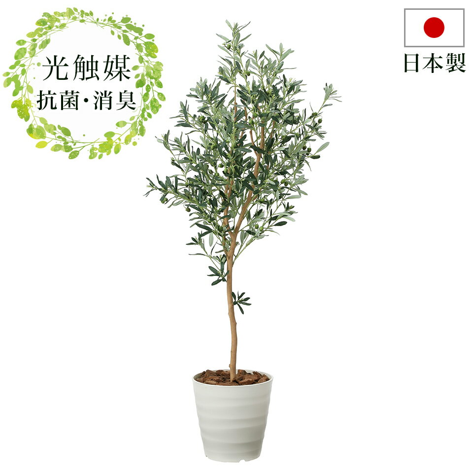 観葉植物 フェイクグリーン 光触媒 幅55cm 高さ160cm 光触媒 人工観葉植物 おしゃれ 抗菌 ナチュラル 消臭 玄関 日本製 ニオイを分解 V-CAT 防汚 ホルムアルデヒド分解力 造花 オリーブの木 光触媒 ペットの 臭い対策 お祝い等ギフトにもお勧め