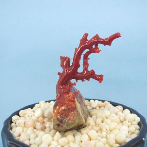 高知沖産血赤珊瑚の拝見 原木 置き物 艶出し加工済み 飾り置 物盆栽 風宝石サンゴ『宝石サンゴ』 珊瑚婚 還暦 誕生日 御祝 厄除 御守 3月の誕生石 ギフト ...