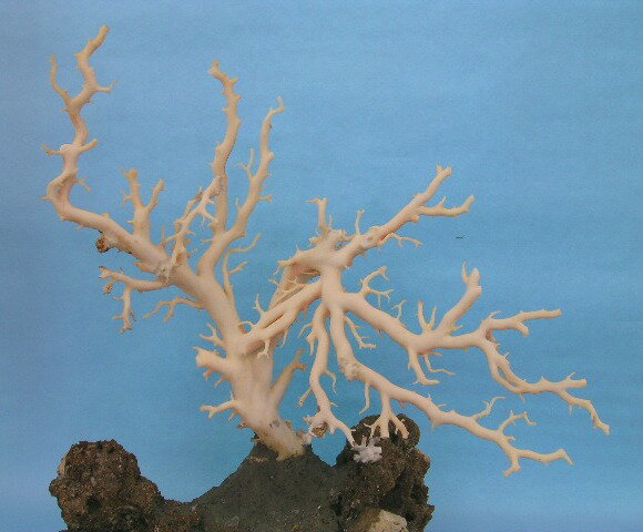 白（ミッド）珊瑚は、ミッドウェー水深200〜500メートル の海底で採取されます。 枝も太く、見栄えのある枝ぶりの原木は、 現在では採取量も少なく希少価値が非常に 高くなってきています。 豪華で、枝ぶりの大変良い原木です。 サンゴは、長寿と生命力を与え悪運を遠ざけ、 幸せを運んでくれるといわれています。 魔よけ厄除けに、床の間やお部屋の インテリアに、いかがですか。 海から上がったそのままの状態です。 艶出し加工はしていません。 深海の神秘を、お伝えできます。 珊瑚の大きさ：約横36cm×高さ30cm 根元部分の厚み：約25ミリ 重さ（岩込み）：1貫285匁（約4818.7g） ＊艶出し加工も受けたまわりますが、 別途料金がかかります。　