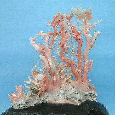 ピンク（ガーネ）珊瑚の原木・拝見・置き物（艶出し加工済み）送料無料【smtb-KD】