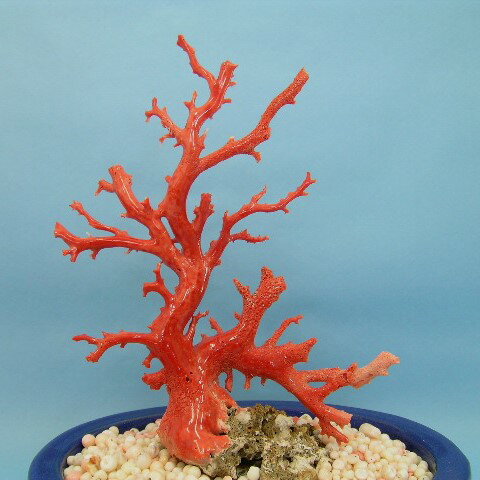 桃珊瑚の原木 拝見 『宝石サンゴ』 珊瑚婚 還暦 誕生日 御祝 厄除 御守 3月の誕生石 ギフト プレゼント 結婚35周年 珊瑚職人