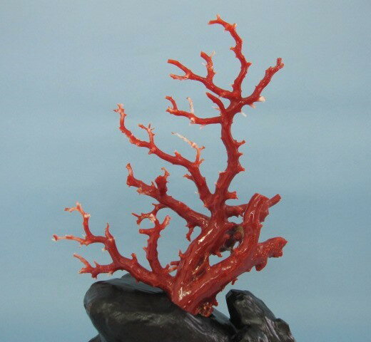 高知沖産血赤珊瑚の拝見 置き物 原木 置物/飾...の紹介画像2