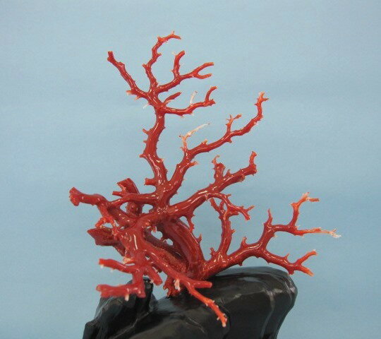 高知沖産血赤珊瑚の拝見 置き物 原木 置物/飾り 黒檀台 『宝石サンゴ』 珊瑚婚 還暦 誕生日 御祝 厄除 御守 3月の誕生石 ギフト プレゼント 結婚35周年...