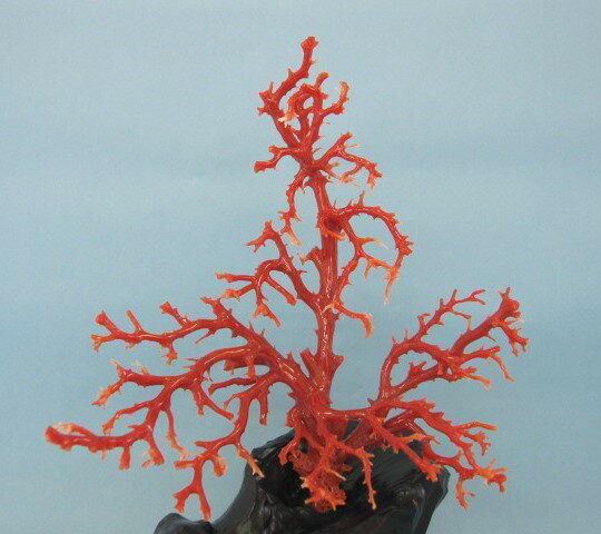 日本 高知沖産赤珊瑚 拝見 置物 原木 置き物 飾り 黒檀台 『宝石サンゴ』 珊瑚婚 還暦 誕生日 御祝 厄除 御守 3月の誕生石 ギフト プレゼント 結婚35...