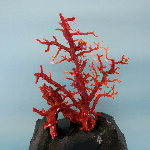 高知沖産血赤珊瑚の拝見 原木 置物 艶出し加工...の紹介画像3