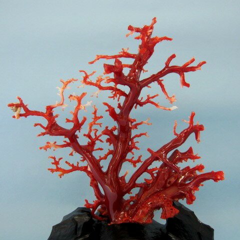 高知沖産血赤珊瑚の拝見 原木 置物 艶出し加工...の紹介画像2