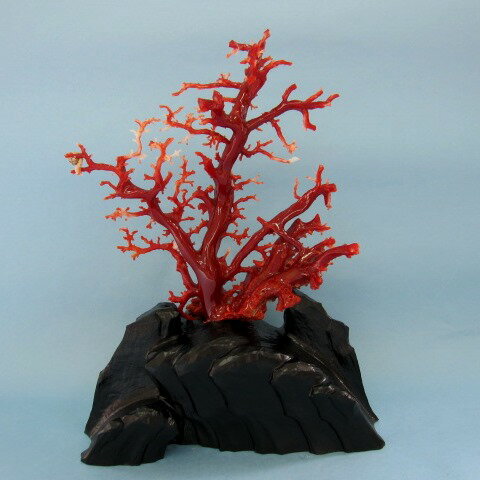 高知沖産血赤珊瑚の拝見 原木 置物 艶出し加工済み 黒檀台『宝石サンゴ』 珊瑚婚 還暦 誕生日 御祝 厄除 御守 3月の誕生石 ギフト プレゼント 結婚35周年...