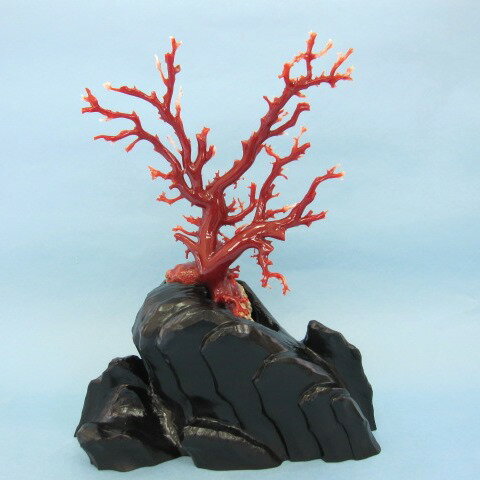 高知沖産血赤珊瑚の拝見 原木 置物 艶出し加工済み 黒檀台『宝石サンゴ』 珊瑚婚 還暦 誕生日 御祝 厄除 御守 3月の誕生石 ギフト プレゼント 結婚35周年...