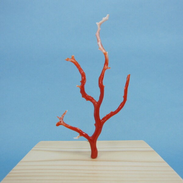 高知沖産赤珊瑚の 拝見 置き物 原木『宝石サンゴ』 珊瑚婚 還暦 誕生日 御祝 厄除 御守 3月の誕生石 ギフト プレゼント 結婚35周年 珊瑚職人