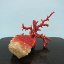 高知沖産血赤珊瑚の拝見 置き物 原木 石付き 置物 飾り『宝石サンゴ』 珊瑚婚 還暦 誕生日 御祝 厄除 御守 3月の誕生石 ギフト プレゼント 結婚35周年 ...