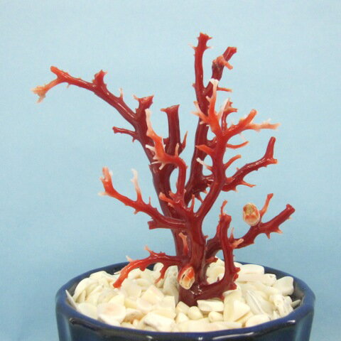 高知沖産血赤珊瑚 拝見 原木 置物(艶出し加工済み)飾り 盆栽風 宝石珊瑚 海 『宝石サンゴ』 珊瑚婚 還暦 誕生日 御祝 厄除 御守 3月の誕生石 ギフト プ...