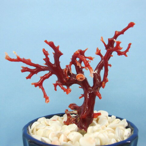 高知沖産血赤珊瑚 拝見 原木 置物(艶出し加工済み)飾り 盆栽風『宝石サンゴ』 珊瑚婚 還暦 誕生日 御祝 厄除 御守 3月の誕生石 ギフト プレゼント 結婚3...