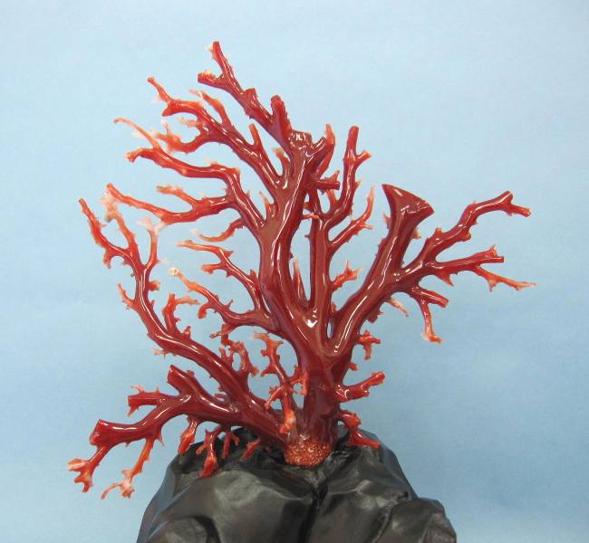 高知沖産血赤珊瑚の拝見 原木 置物 艶出し加工済み 黒檀台 『宝石サンゴ』 珊瑚婚 還暦 誕生日 御祝 厄除 御守 3月の誕生石 ギフト プレゼント 結婚35周...