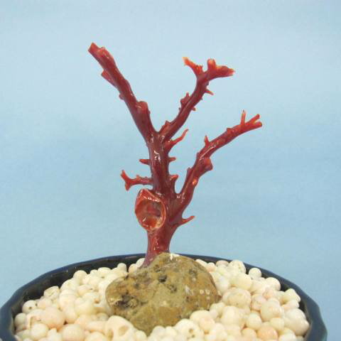 高知沖産血赤珊瑚の拝見 原木 置き物 (艶出し加工済み)飾り/置物 盆栽風『宝石サンゴ』 珊瑚婚 還暦 誕生日 御祝 厄除 御守 3月の誕生石 ギフト プレゼン...