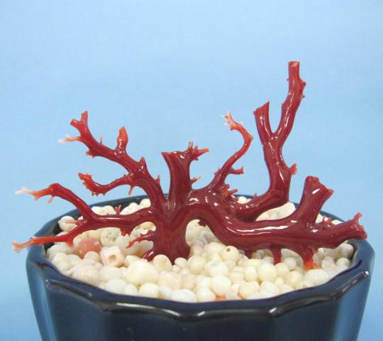 高知沖産血赤珊瑚の拝見・原木・置き物 艶出し加工済み)飾り/置物 盆栽風 『宝石サンゴ』 珊瑚婚 還暦 誕生日 御祝 厄除 御守 3月の誕生石 ギフト プレゼン...