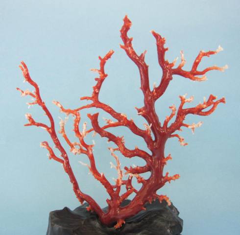 高知沖産血赤珊瑚の拝見 原木 置物 艶出し加工済み 黒檀台 宝石サンゴ『宝石サンゴ』 珊瑚婚 還暦 誕生日 御祝 厄除 御守 3月の誕生石 ギフト プレゼント 結婚35周年 珊瑚職人