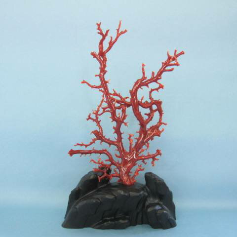 高知沖産血赤珊瑚の拝見 原木 置物 艶出し加工済み 黒檀台 『宝石サンゴ』 珊瑚婚 還暦 誕生日 御祝 厄除 御守 3月の誕生石 ギフト プレゼント 結婚35周...