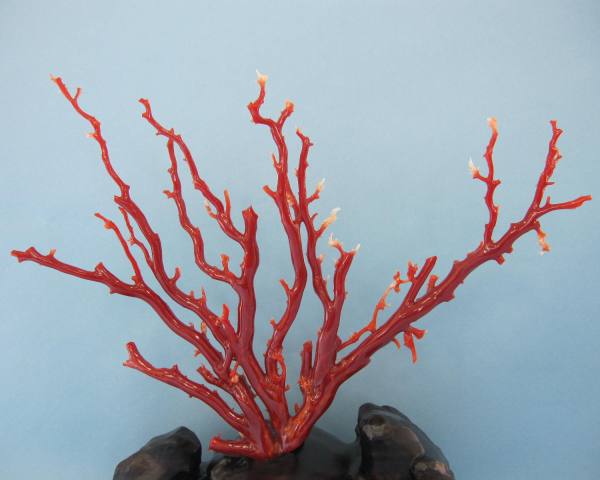 高知沖産赤珊瑚の拝見・原木・置物 艶出し加工済み 黒檀台 『宝石サンゴ』 珊瑚婚 還暦 誕生日 御祝 厄除 御守 3月の誕生石 ギフト プレゼント 結婚35周年...