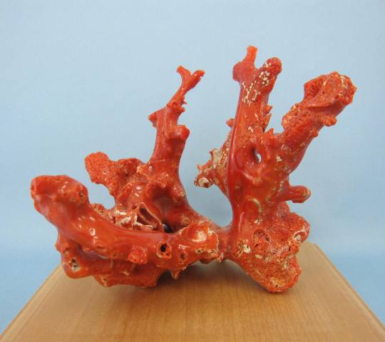 高知沖産赤珊瑚の拝見 原木 置物 艶出し加工済み『宝石サンゴ』 珊瑚婚 還暦 誕生日 御祝 厄除 御守 3月の誕生石 ギフト プレゼント 結婚35周年 珊瑚職人
