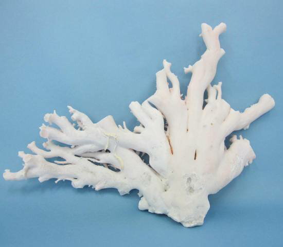 ミッド(白)珊瑚の原木(1085g)アクセサリー材料『宝石サンゴ』 珊瑚婚 還暦 誕生日 御祝 厄除 御守 3月の誕生石 ギフト プレゼント 結婚35周年 珊瑚...