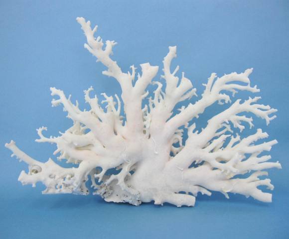 ミッド(白)珊瑚の原木 拝見 アクセサリー材料 『宝石サンゴ』 珊瑚婚 還暦 誕生日 御祝 厄除 御守 3月の誕生石 ギフト プレゼント 結婚35周年 珊瑚職人