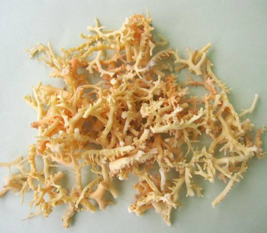 ミッド(白)珊瑚の原木.1セット(375g入り)原石 アクセサリー材料 根付『宝石サンゴ』 珊瑚婚 還暦 誕生日 御祝 厄除 御守 3月の誕生石 ギフト プレゼ...