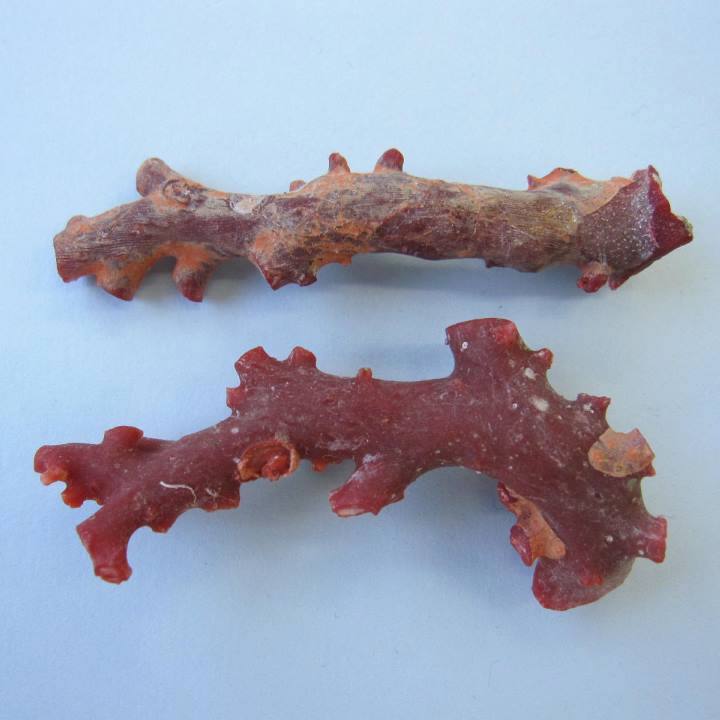 日本 高知産血赤珊瑚 原木 (2本セット) 素材 枝 パーツ 宝石サンゴ 珊瑚婚 還暦 誕生日 御祝 厄除 御守 3月の誕生石 ギフト プレゼント 結婚35周年...